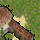 ~ Marchand d'armes ~ 96/90